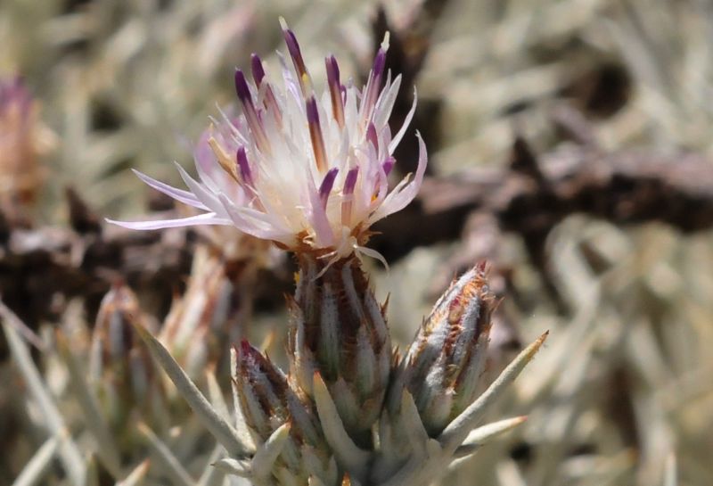 Centaurea horrida / Fiordaliso spinoso